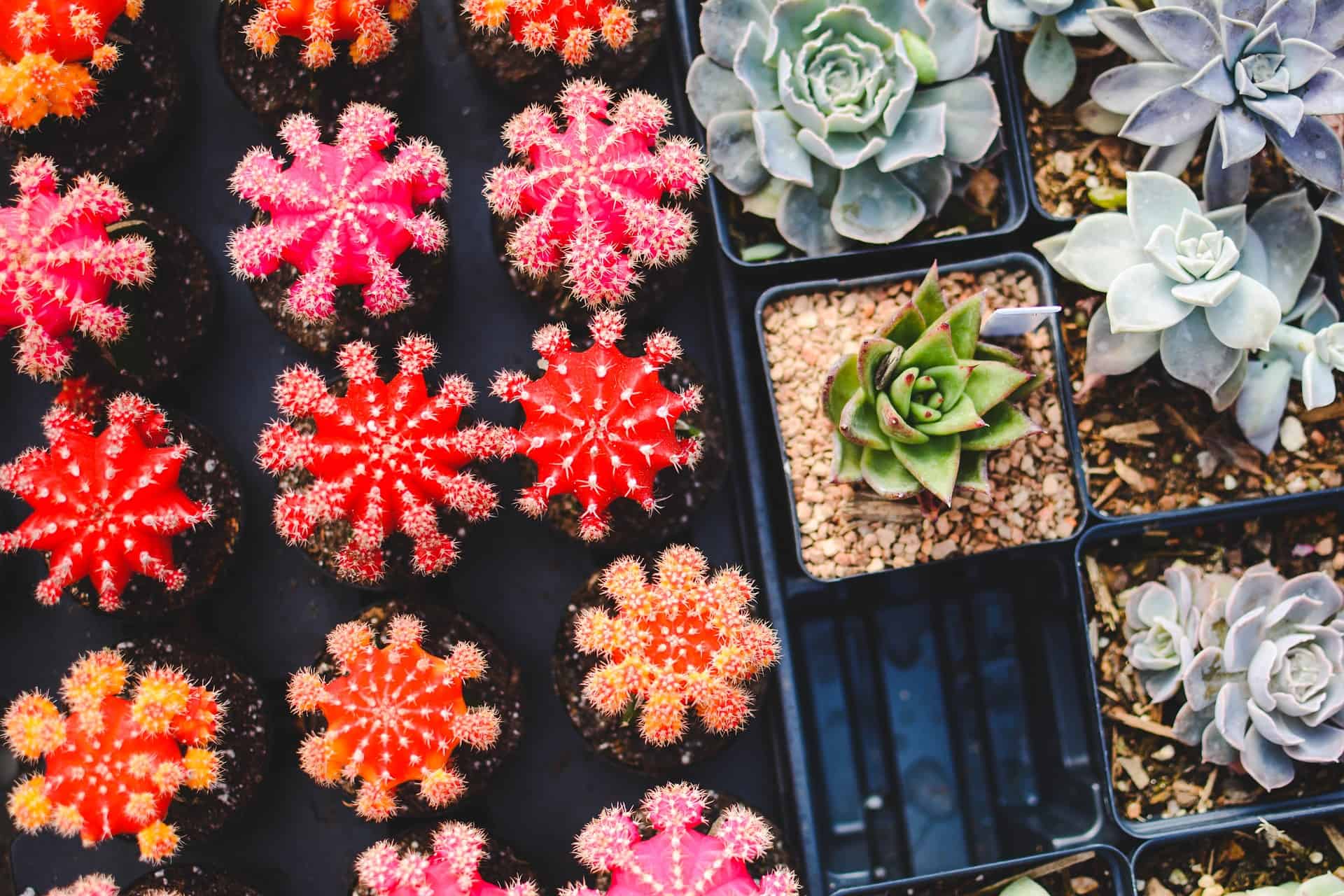 Did Someone Say Succulents?